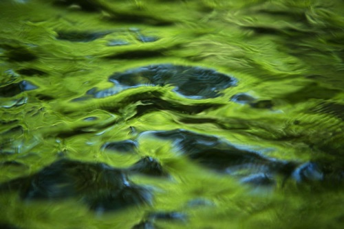 Passaic River, Union and Morris Counties, 06 10 (2686SA).jpg Passaic River, Union and Morris Counties, 06 10 (2686SA).jpg